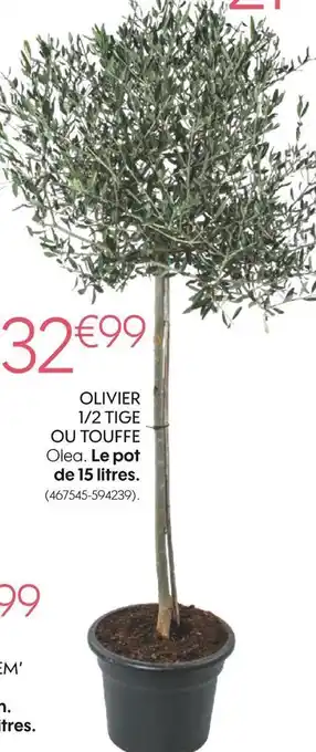Truffaut Olivier 1/2 tige ou touffe olea offre