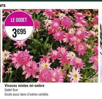 Vivaces mixtes mi-ombre