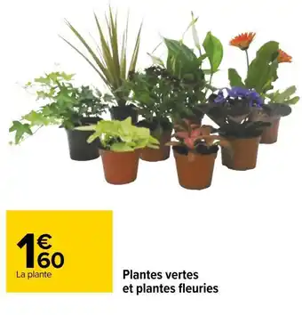 Carrefour Plantes vertes et fleuries offre