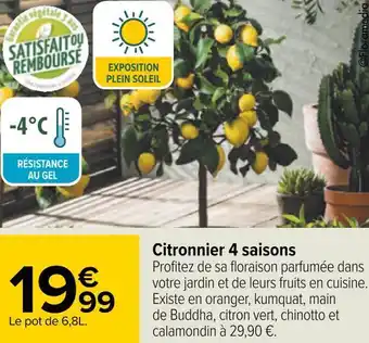 Carrefour Citronnier 4 saisons offre