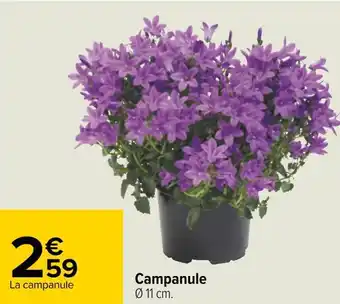 Carrefour Campanule offre