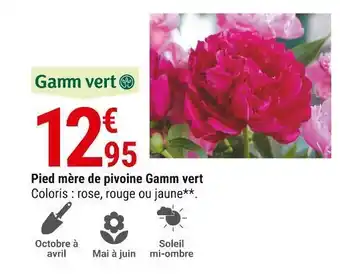 Gamm vert Pied mère de pivoine gamm vert offre