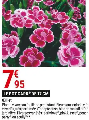 Gamm vert Œillet offre