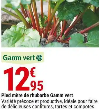 Gamm vert Gamm vert pied mère de rhubarbe offre