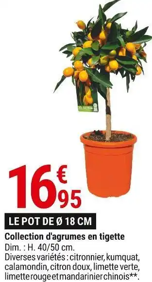 Gamm vert Collection d'agrumes en tigette offre
