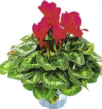Casino Supermarchés Cyclamen offre