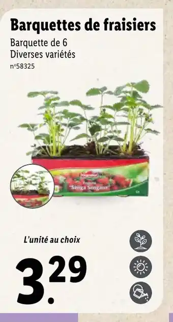 Barquettes de fraisiers