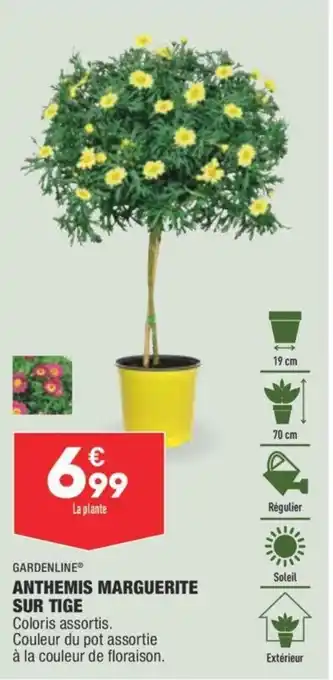 ALDI Anthemis marguerite sur tige offre