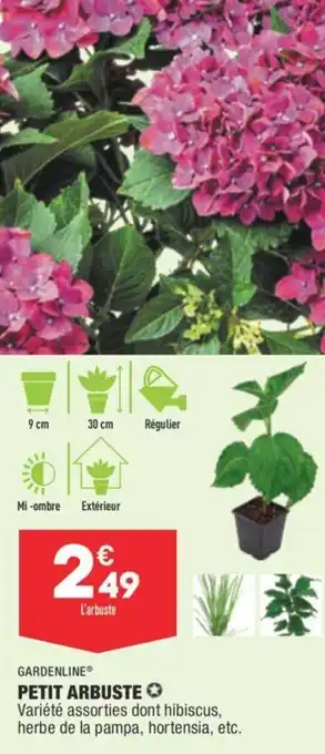 ALDI Petit arbuste offre