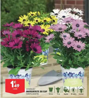 ALDI Marguerite du cap offre