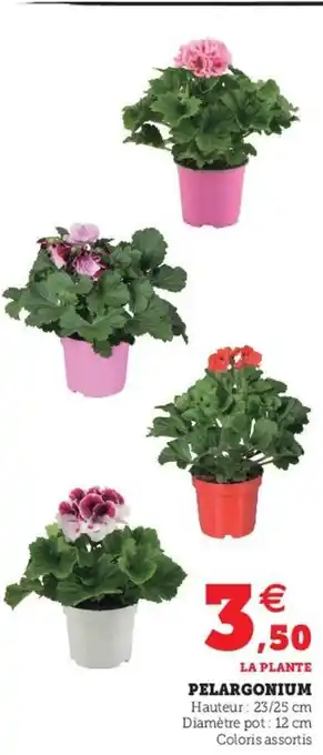 Pelargonium