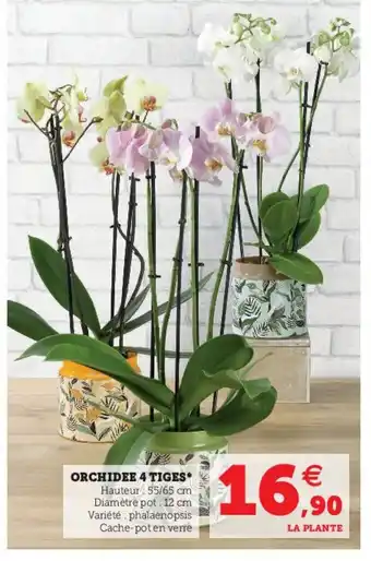Orchidee 4 Tiges*