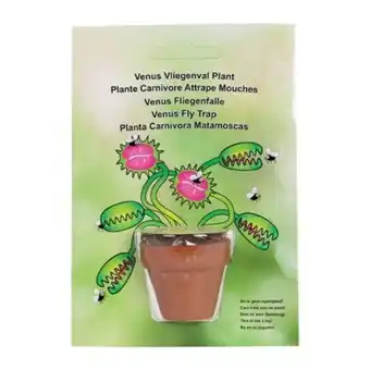 Mini plante carnivore