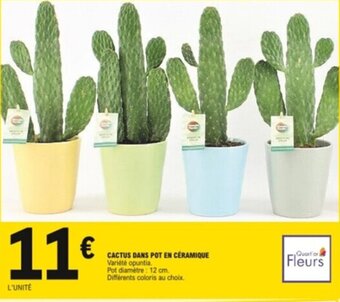 E.Leclerc Cactus dans pot en céramique offre