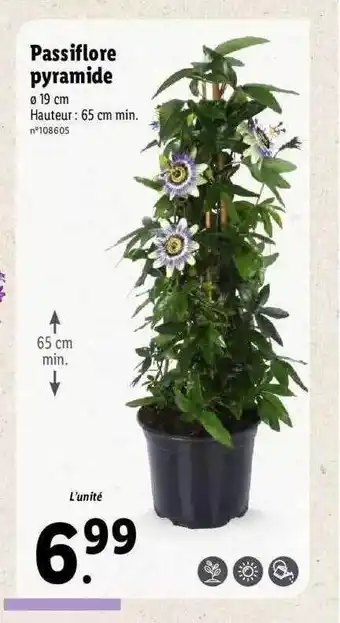 Lidl Passiflore Pyramide offre