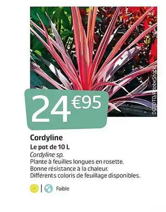 Cordyline Le Pot 10L