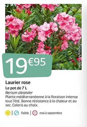 Jardiland Laurier Rose Le Pot De 7L offre