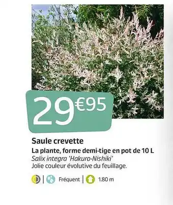 Jardiland Saule Crevette La Plante, Forme Demi-tige En Pot De 10L offre