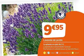 Jardiland Lavande De Jardin La Plante En Pot De 5L offre