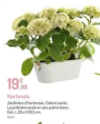 Hortensia