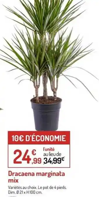 Botanic Dracaeno Marginata Mix offre