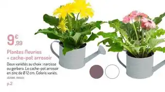 Botanic Plantes Fleuries + Cache-pot Arrosoir offre