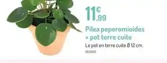 Pilea Peperomioides + Pot Terre Cuite