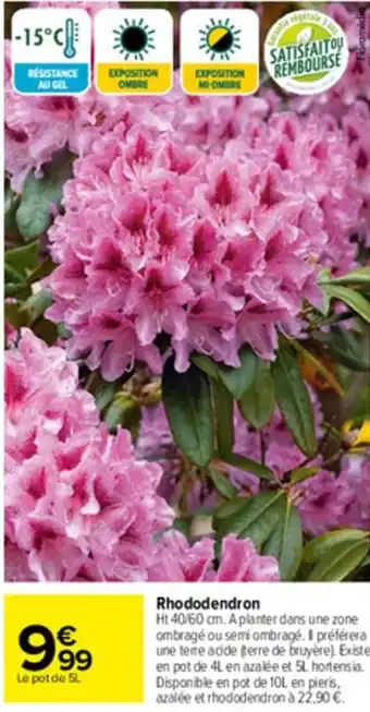 Carrefour Rhododendron offre