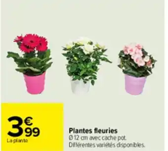 Plantes fleuries