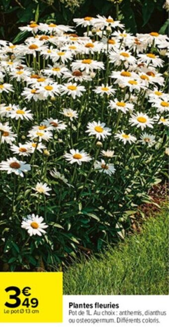 Carrefour Plantes fleuries offre