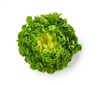Match Feuille de chêne verte offre