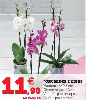 Hyper U "Orchidee 2 tiges offre