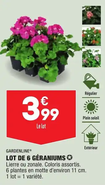 ALDI Lot de 6 géraniums offre