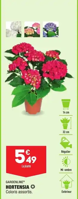 ALDI Hortensia offre