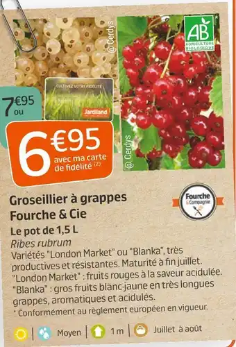 Jardiland Fourche & cie groseillier à grappes offre