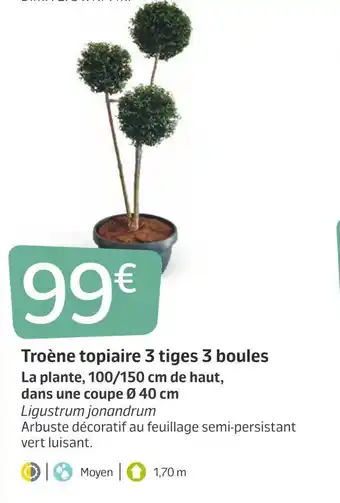 Jardiland Troène topiaire 3 tiges 3 boules offre