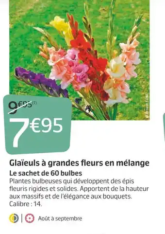 Jardiland Rosier de jardin offre