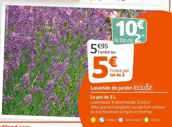 Jardiland Ecloz lavande de jardin offre