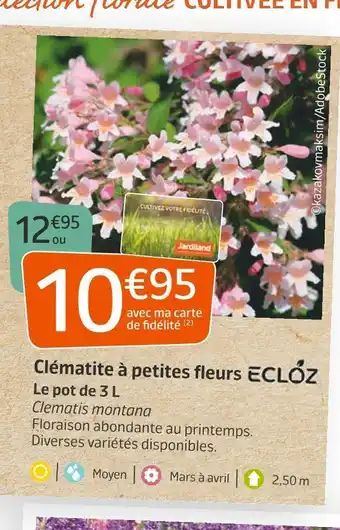 Jardiland Clématite à petites fleurs offre