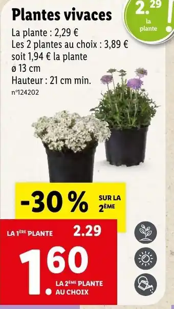 Lidl Plantes vivaces offre