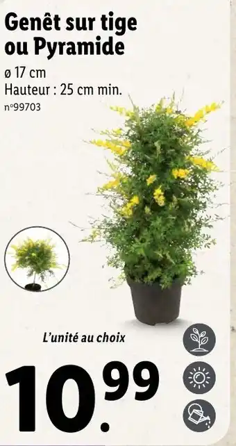 Lidl Genêt sur tige ou pyramide offre