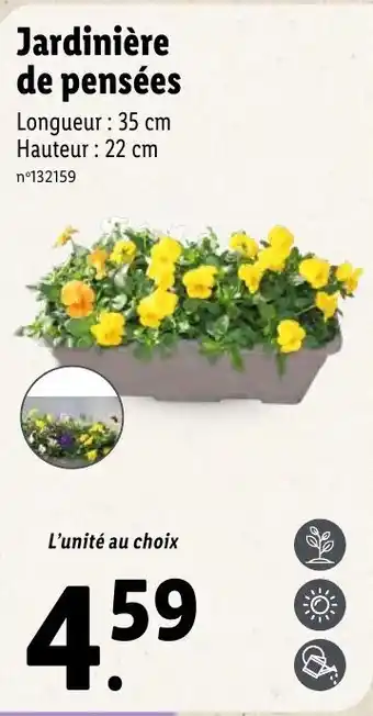 Lidl Jardinière de pensées offre