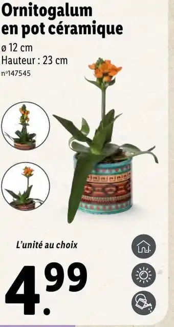 Lidl Ornitogalum en pot céramique offre
