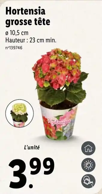 Lidl Hortensia grosse tête offre