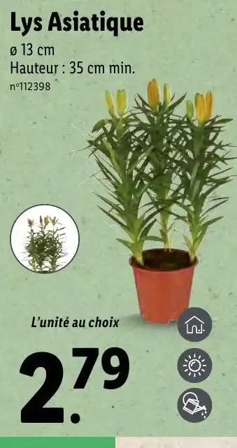 Lidl Lys asiatique offre