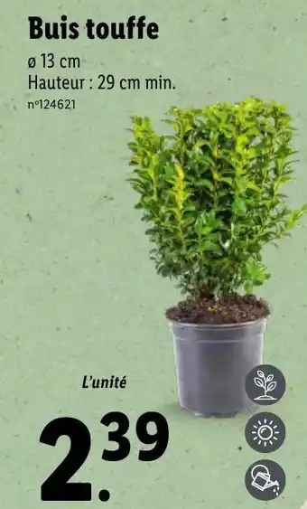 Lidl Buis touffe offre