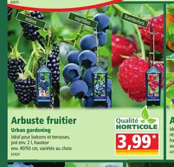 Norma Arbuste Fruitier offre