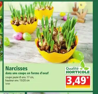 Narcisses