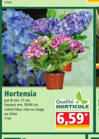 Norma Hortensia offre