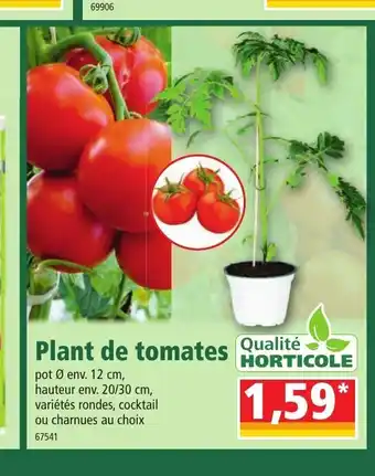 Norma Plant De Tomates offre